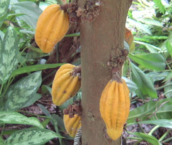 MONKEY CACAO